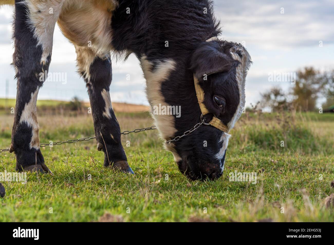 Farm cows grazing in a summer meadow Stock Photo - Alamy