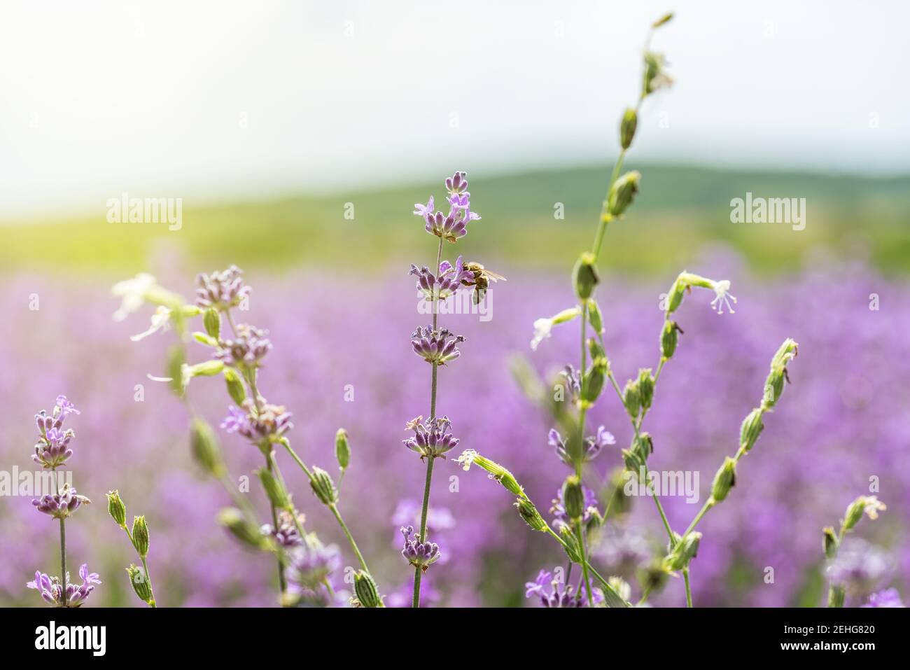 Rural landscape sunrise blossoming hi-res stock photography and images ...