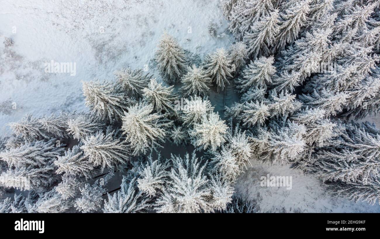 Aerial view of the forest at winter. The trees are covered with snow ...