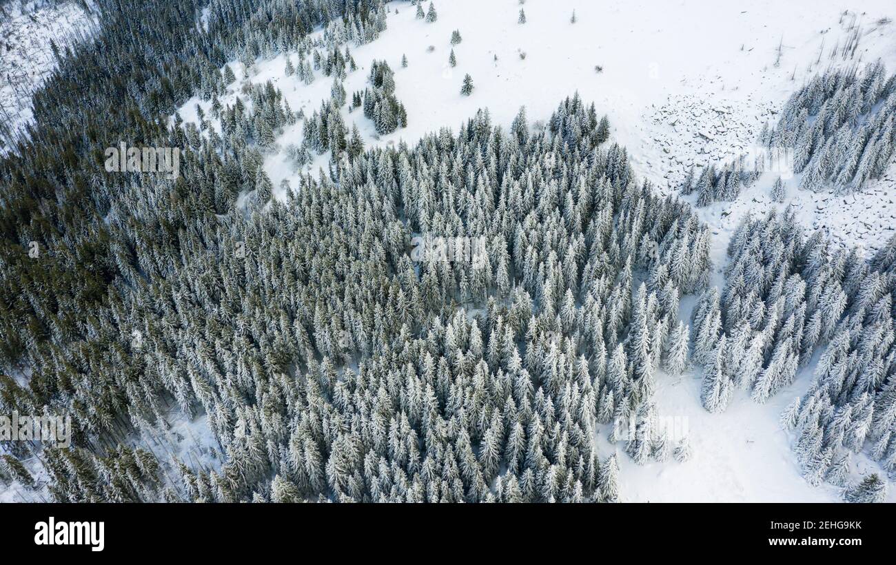 Aerial view of the forest at winter. The trees are covered with snow ...