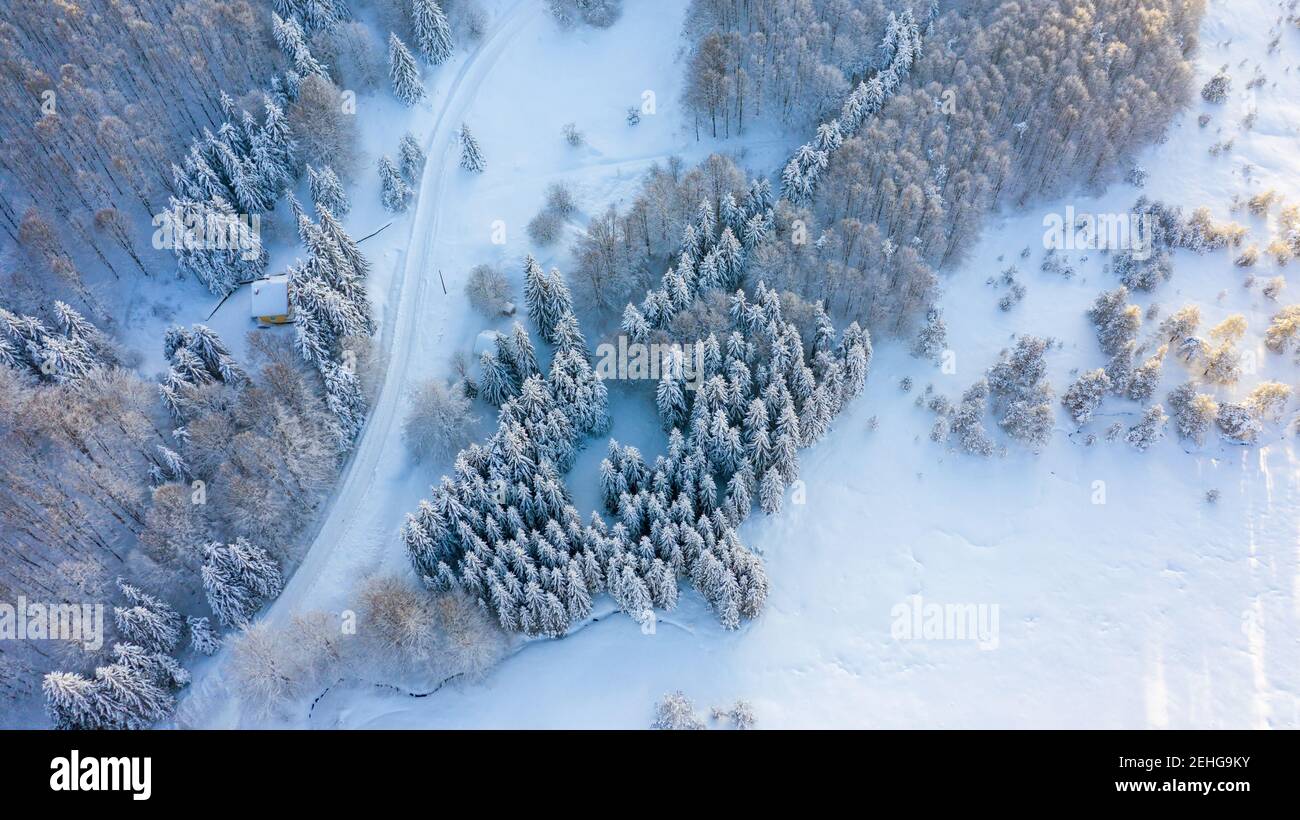 Aerial view of the forest at winter. The trees are covered with snow ...