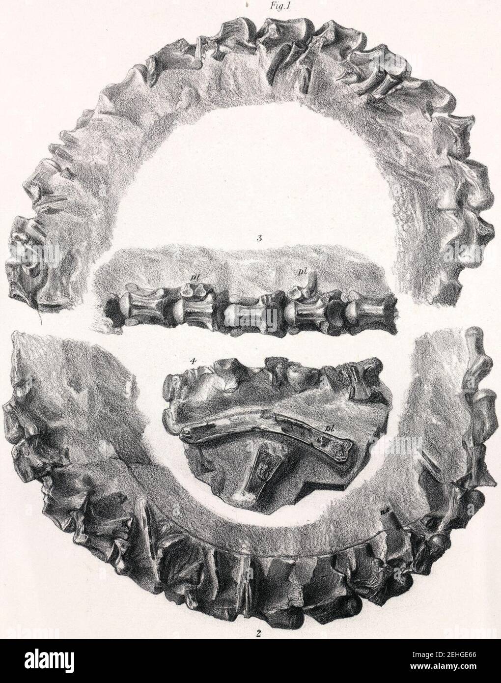 Palaeophis hires stock photography and images Alamy