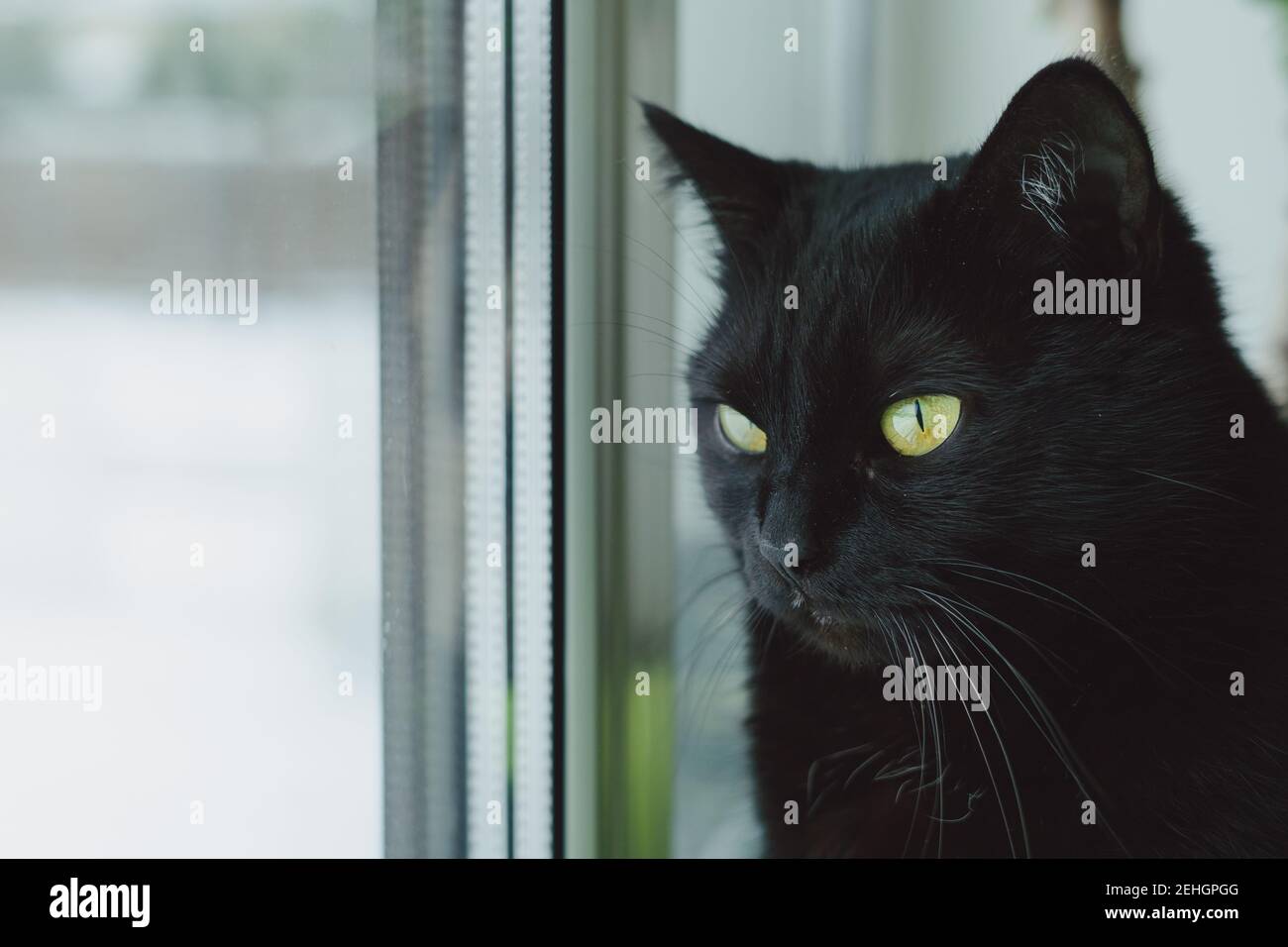 A beautiful black cat with bright green eyes looks out the window to the street Stock Photo
