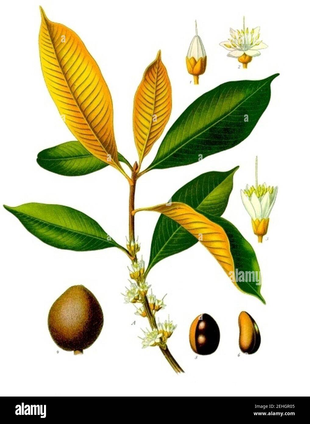 Palaquium oblongifolium - Köhler–s Medizinal-Pflanzen-233. Stock Photo