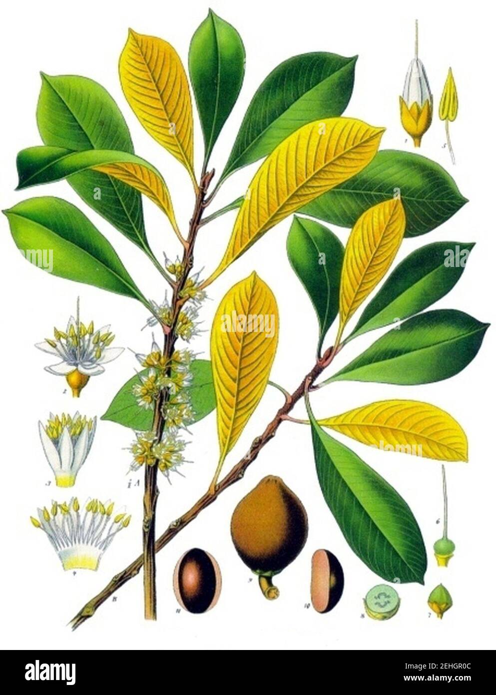 Palaquium gutta - Köhler–s Medizinal-Pflanzen-099. Stock Photo