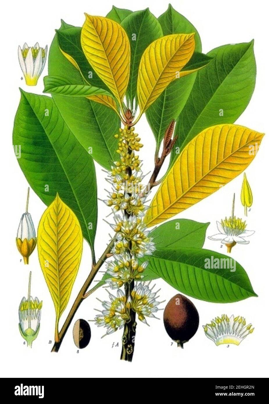 Palaquium treubii - Köhler–s Medizinal-Pflanzen-100. Stock Photo