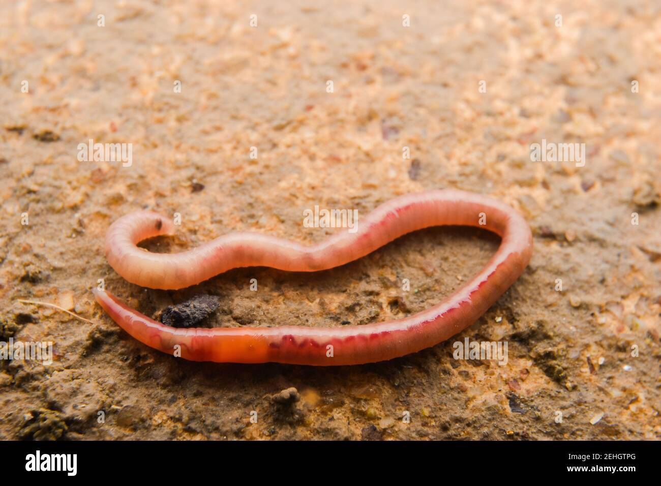Close up of earthworms on the ground, extreme macro Stock Photo