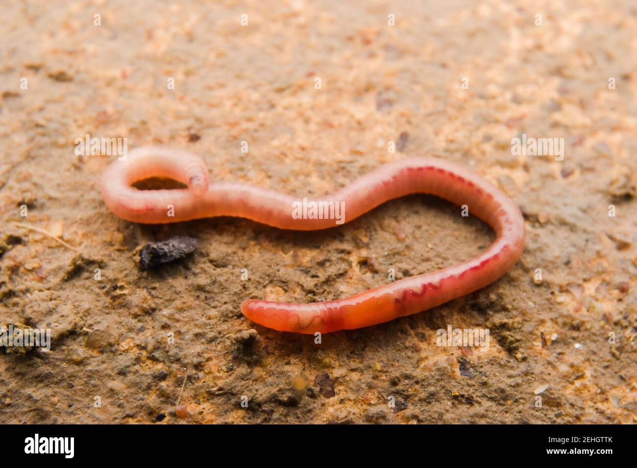 Close up of earthworms on the ground, extreme macro Stock Photo
