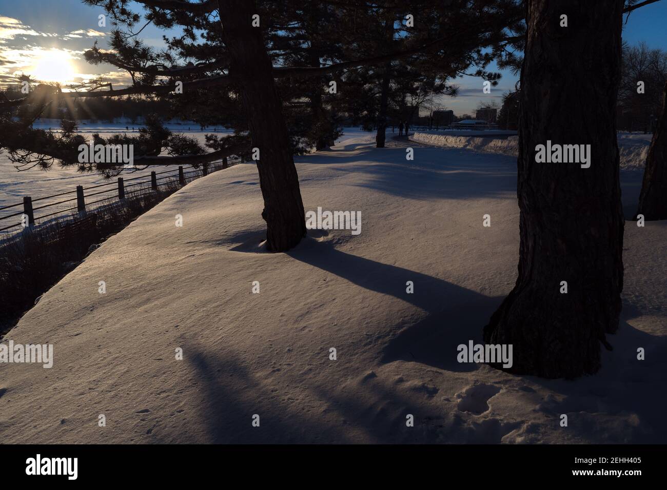 Life in a cold city - winterscapes from Ottawa - gorgeous sunset lights up the snow under some pine trees. Ontario, Canada. Stock Photo