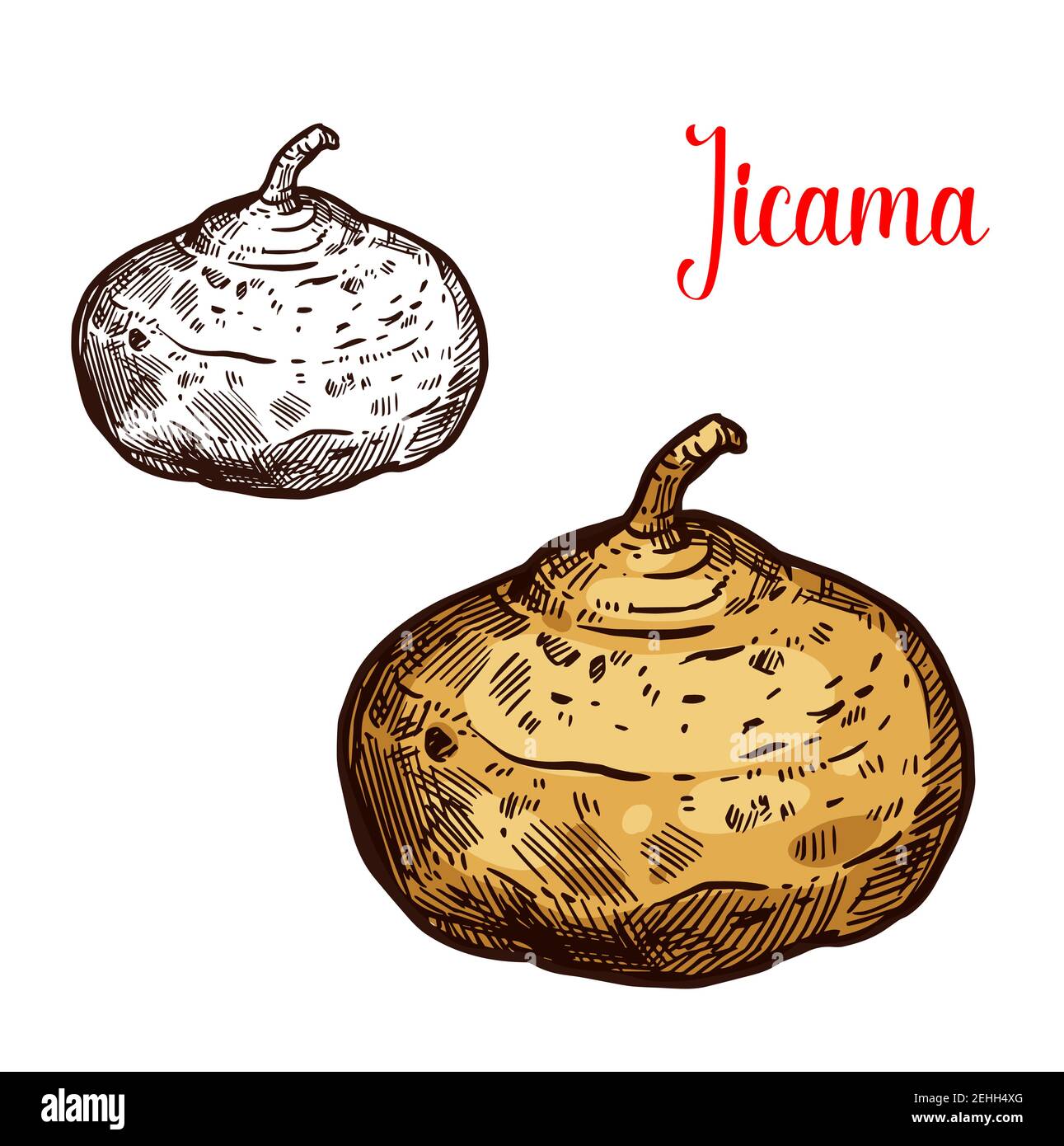 Jicama vector sketch. Botanical design of Mexican yam bean or turnip vegetable or Pachyrhizus erosus tropical fruit for food or farmer market and agri Stock Vector
