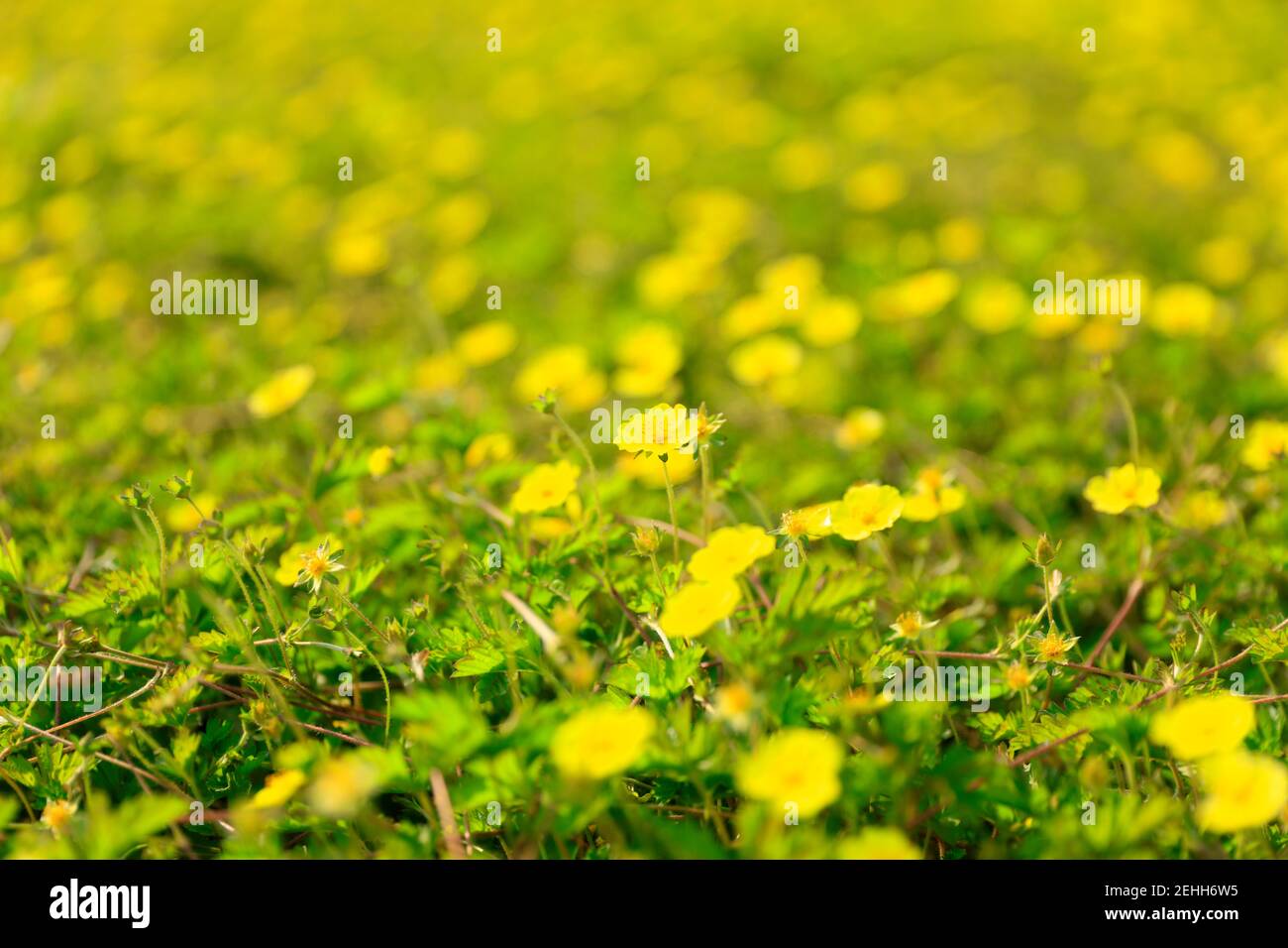 Grass background, green background, close-up Stock Photo
