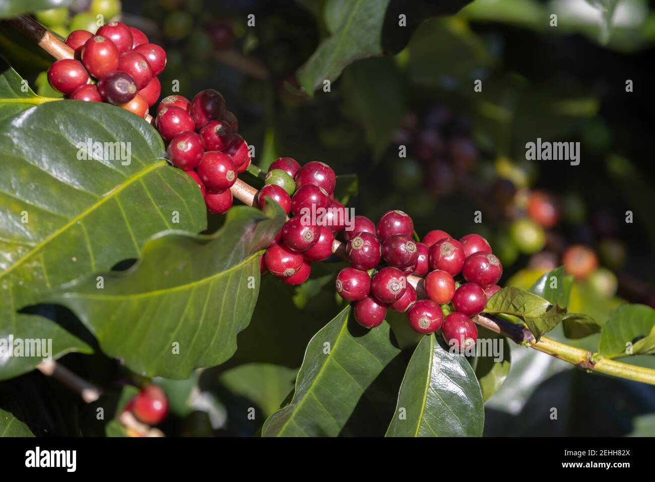 Arabicas coffee beans ripening on tree in North of thailand Stock Photo