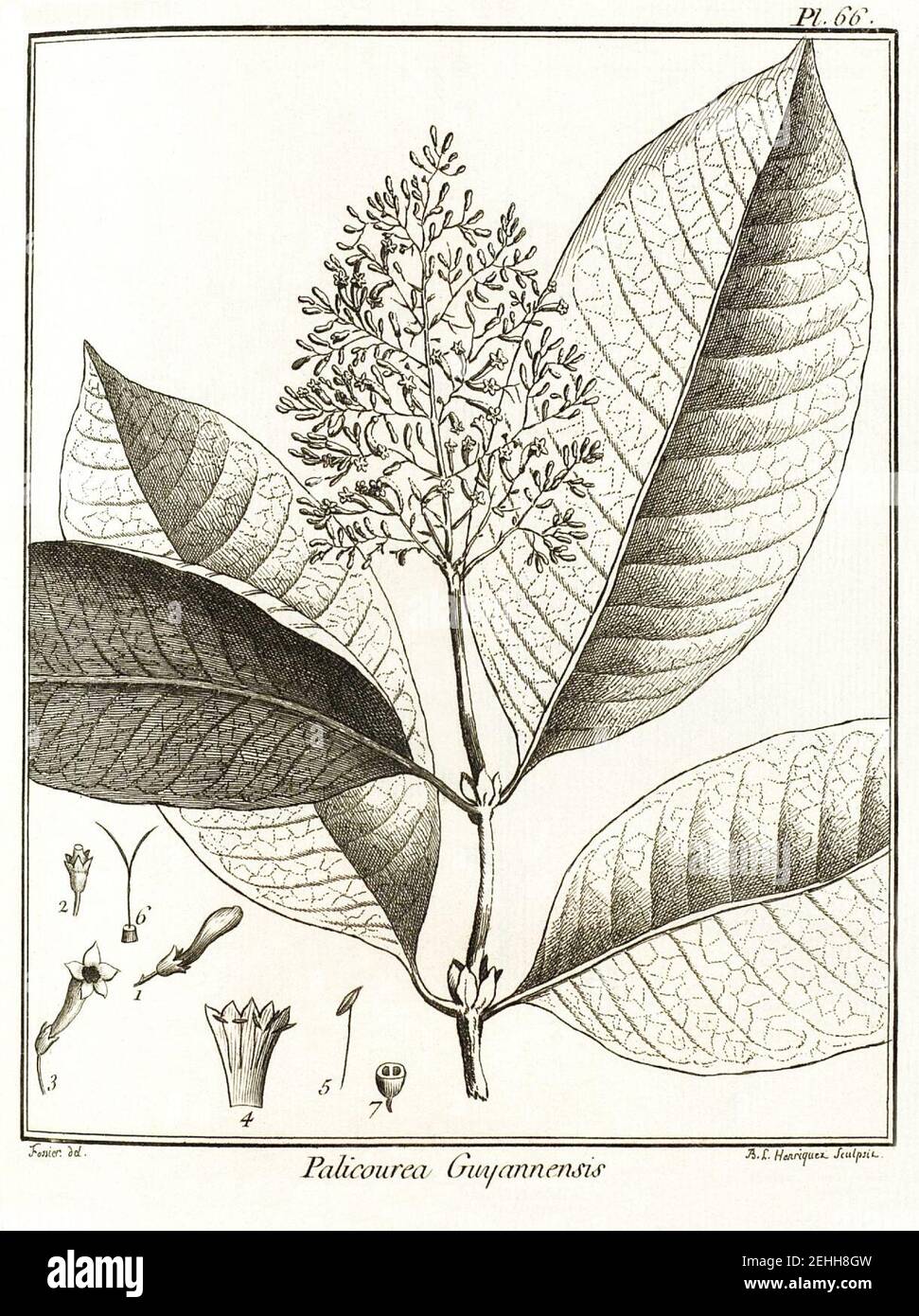 Palicourea guyannensis Aublet 1775 pl 66. Stock Photo