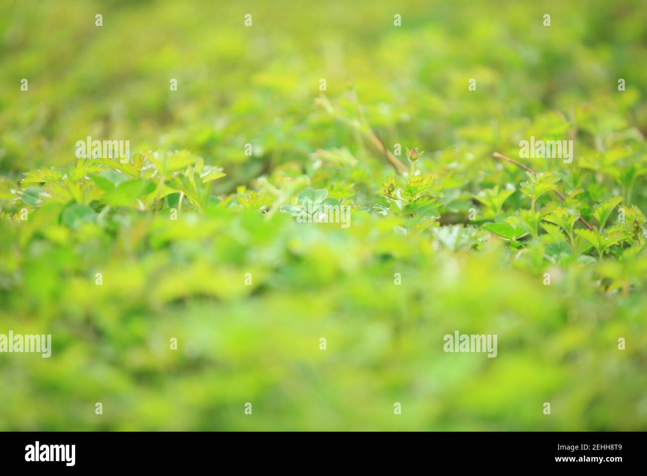 Grass background, green background, close-up Stock Photo