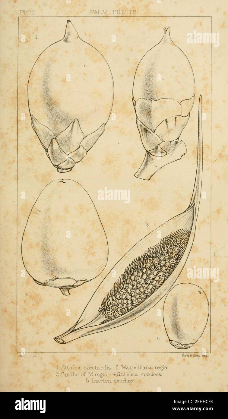 Palm trees of the Amazon and their uses Stock Photo Alamy