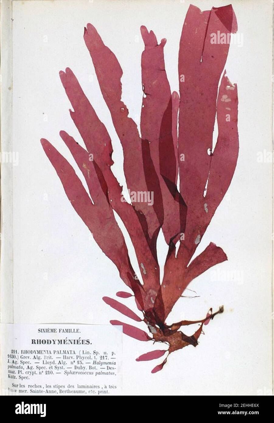 Пальмария водоросль