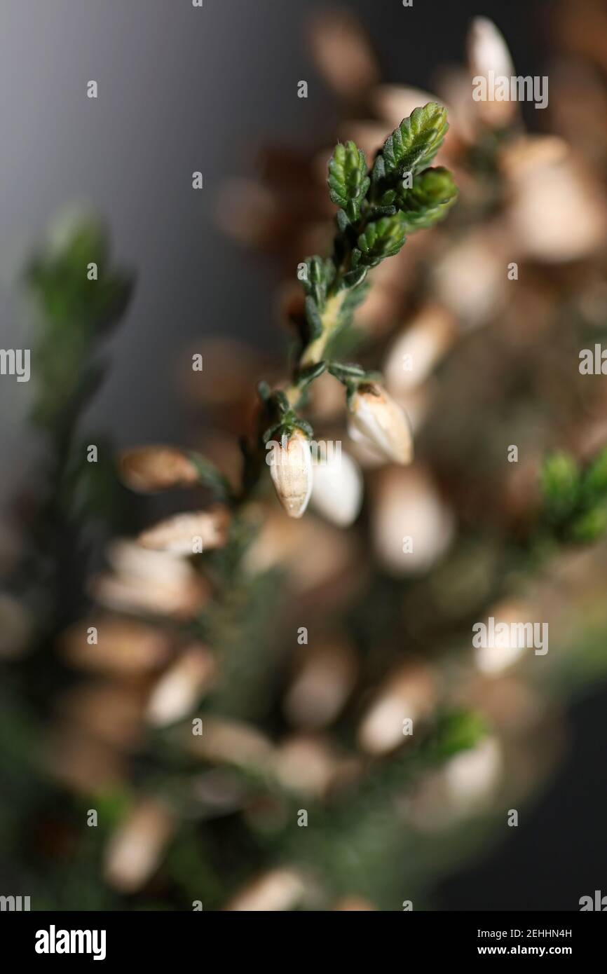Flower blossoming Erica carnea family Ericaceae modern background high quality botanical print Stock Photo