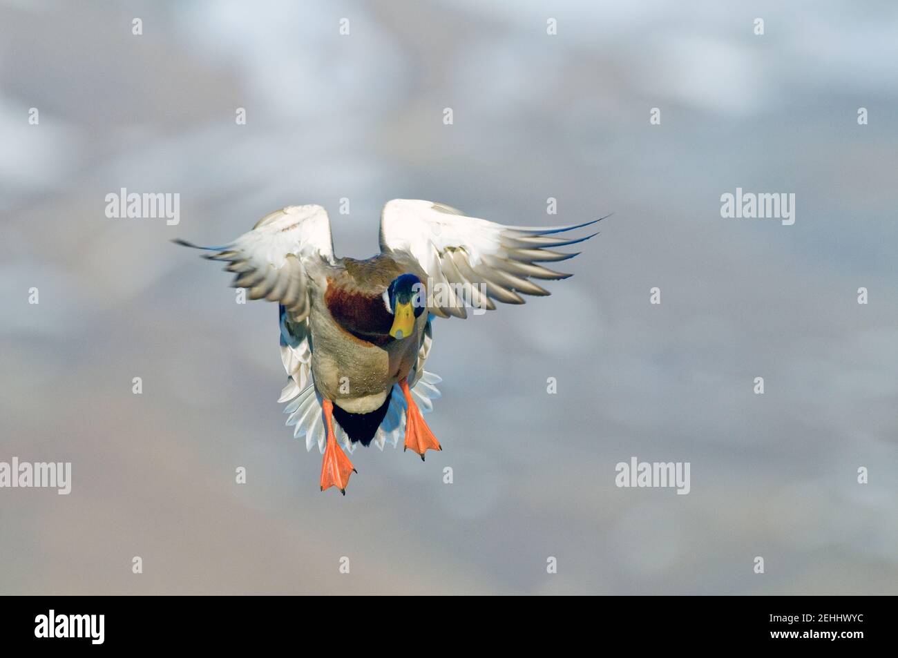 Drake mallard landing Stock Photo