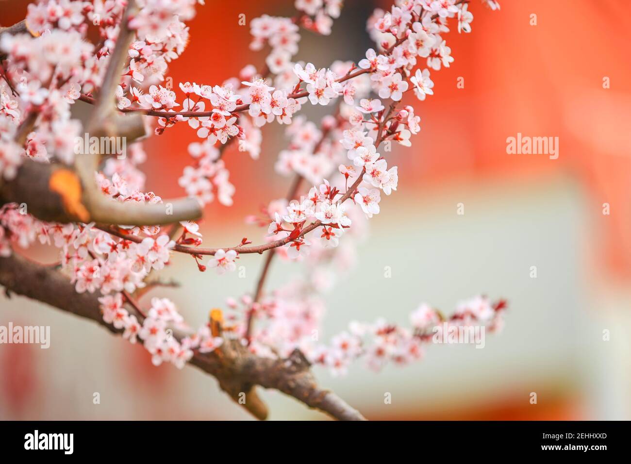 In spring, the plum blossom Stock Photo