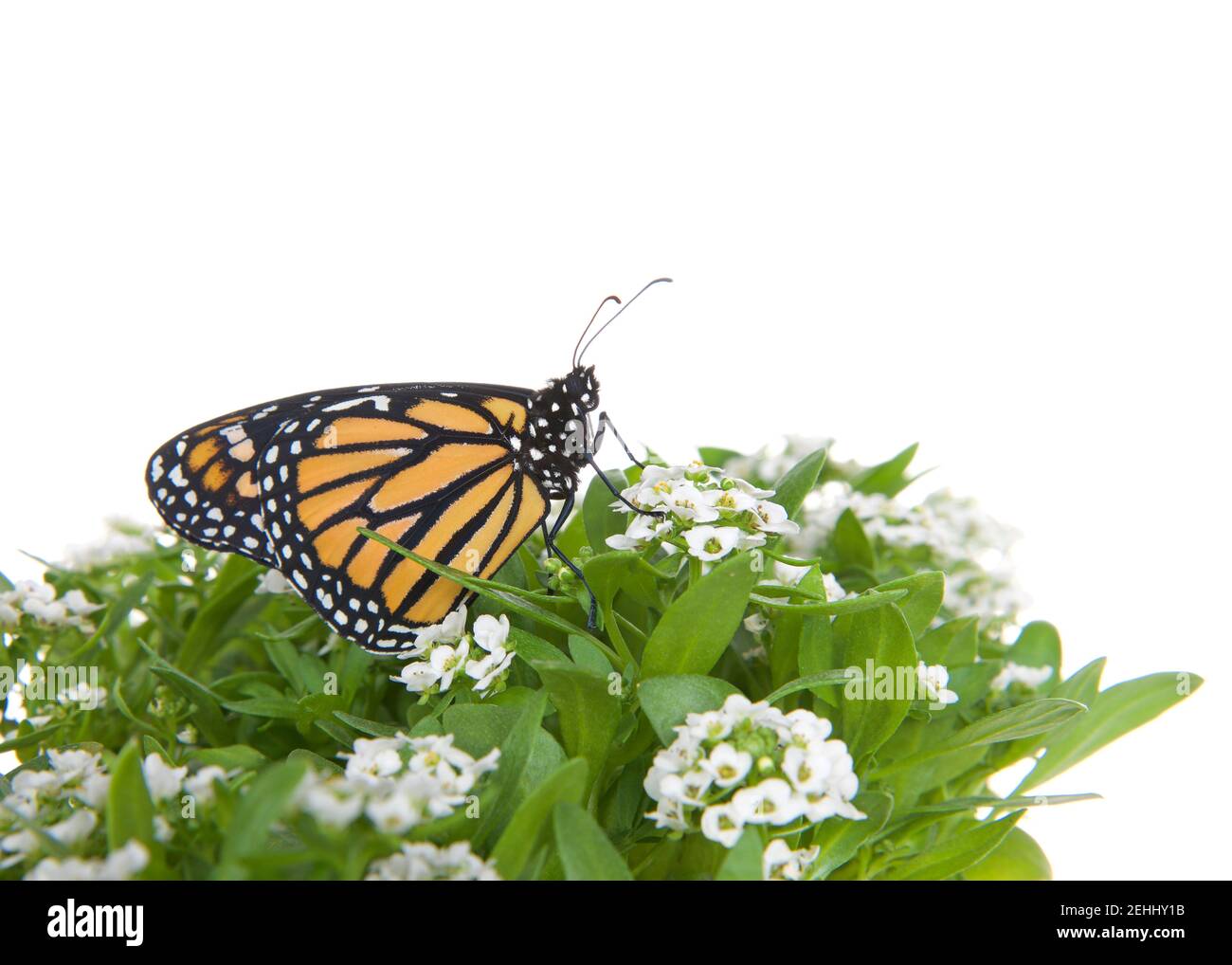 Close up of one Monarch Butterfly on white alyssum flowers, profile ...