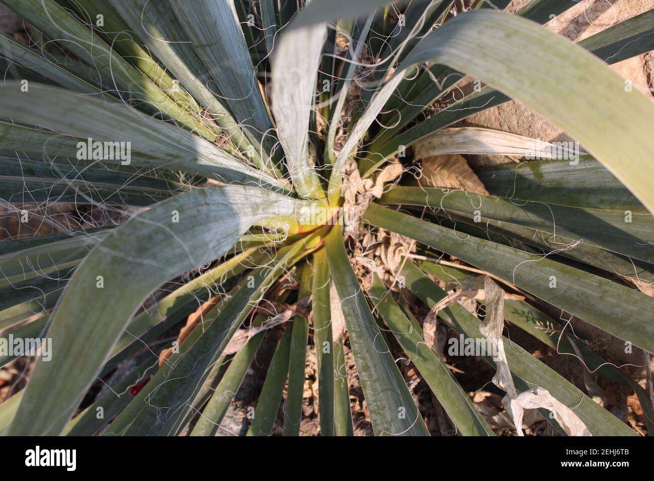 Yucca palm plant fronds hires stock photography and images Alamy