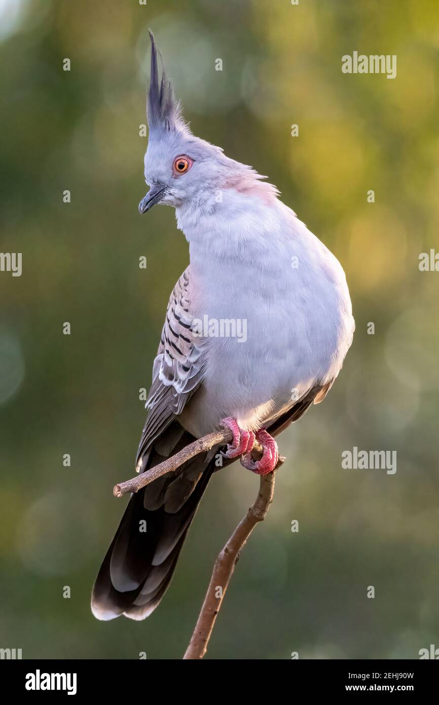 Crested pigeon with its chest pointing to the camera and looking