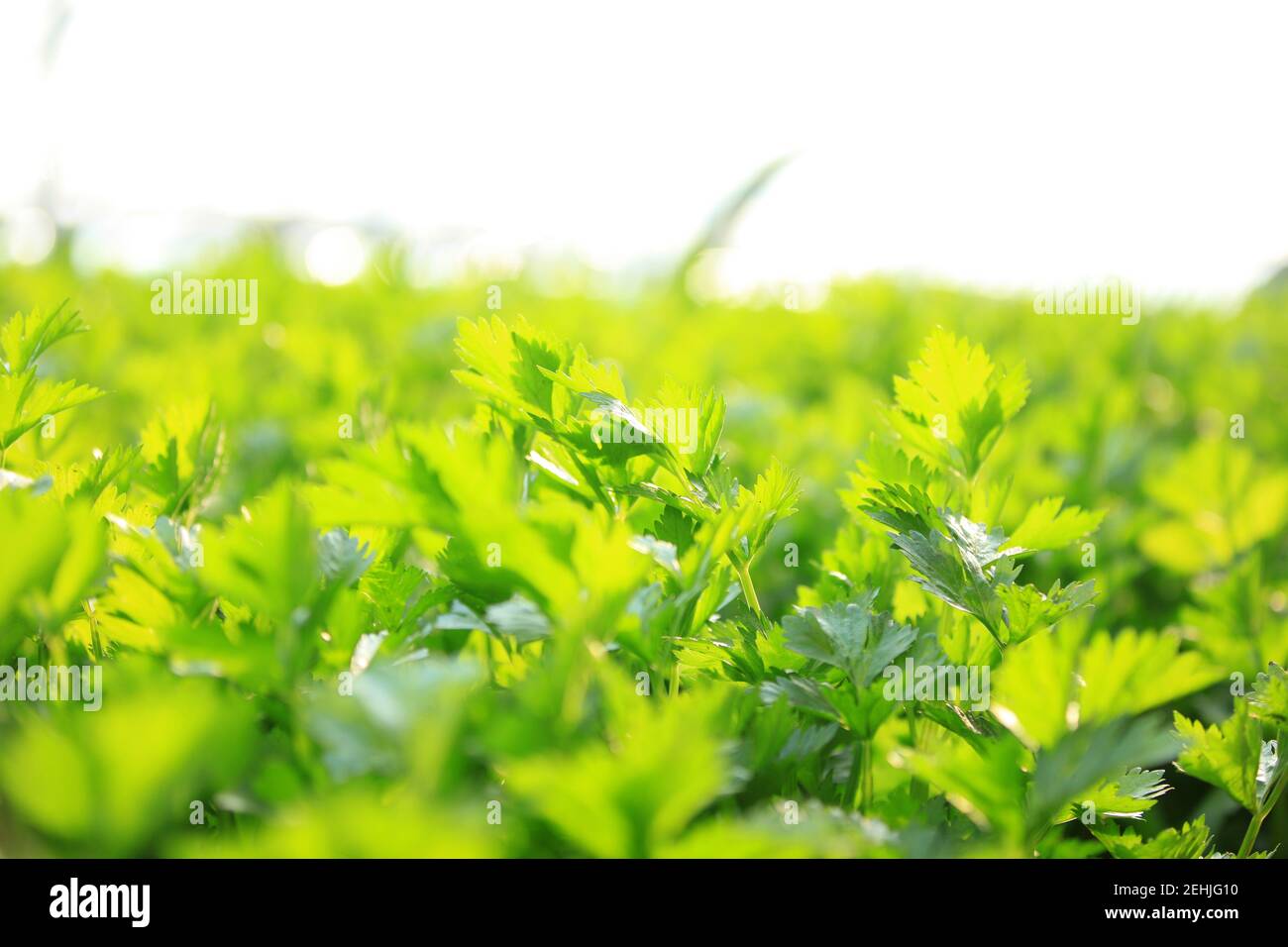 Celery is growing in the greenhouse Stock Photo Alamy
