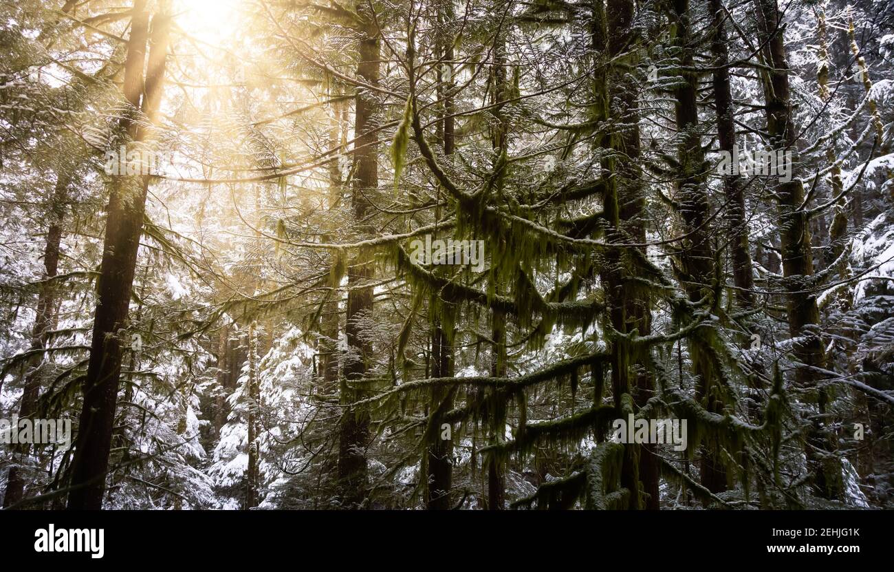 Beautiful Hiking Trail in the Forest Stock Photo - Alamy