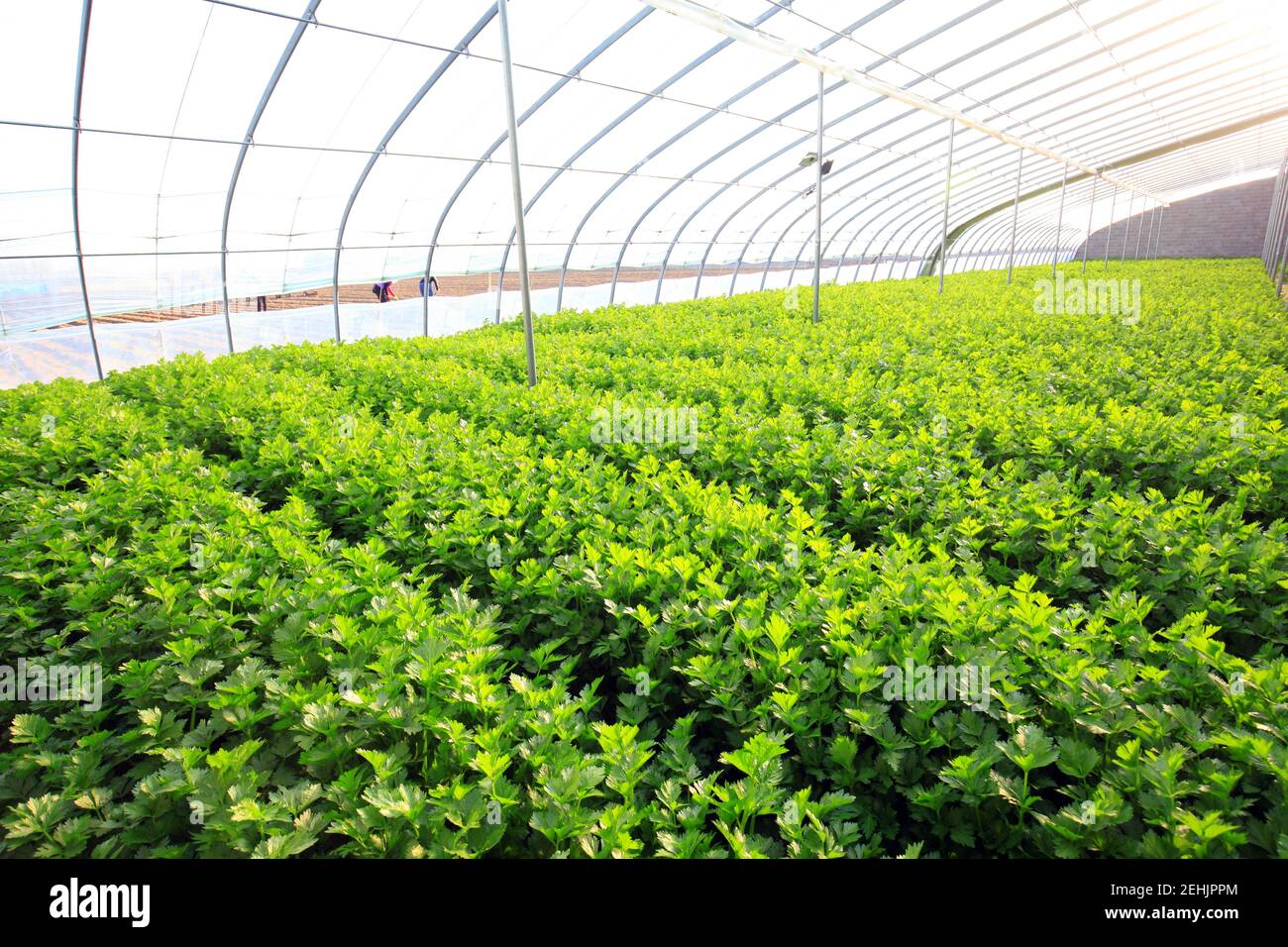Celery is growing in the greenhouse Stock Photo Alamy