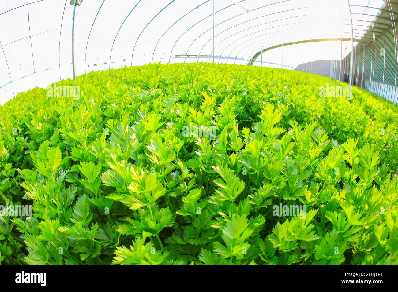 Celery is growing in the greenhouse Stock Photo Alamy