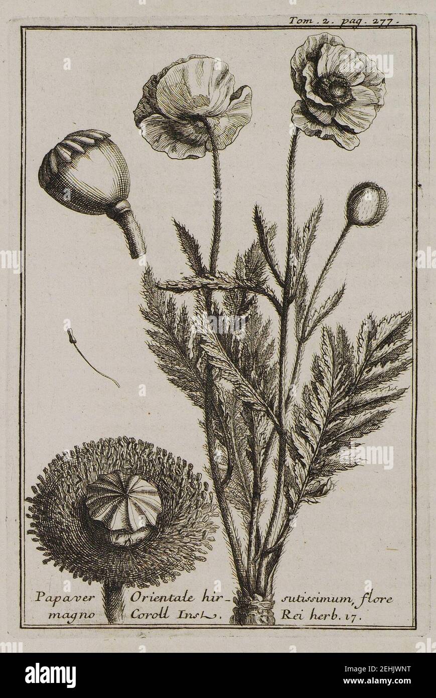 Papaver Orientale hirsutissimum, flore magno Coroll Inst Rei herb 17 - Tournefort Joseph Pitton De - 1717. Stock Photo