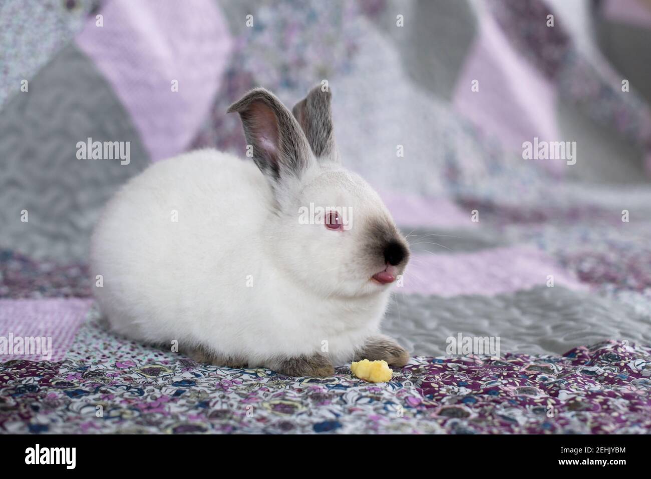 Portrait of a white rabbit with red eyes on a pink and purple blanket with flowers Stock Photo