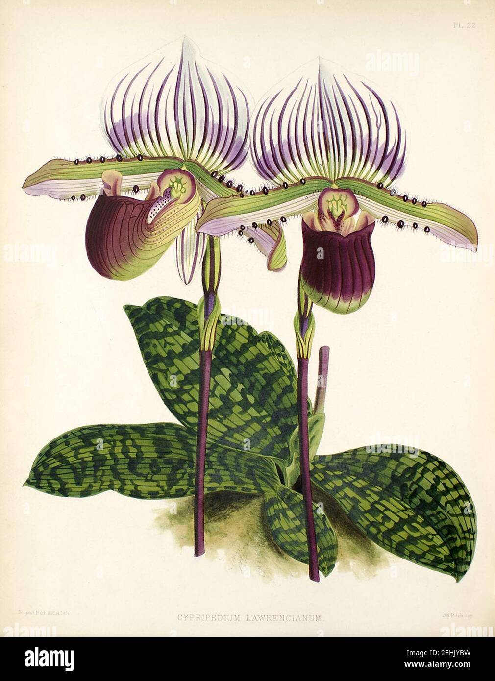 Paphiopedilum lawrenceanum. Stock Photo