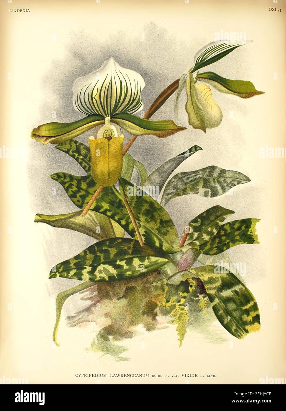 Paphiopedilum lawrenceanum v viride. Stock Photo