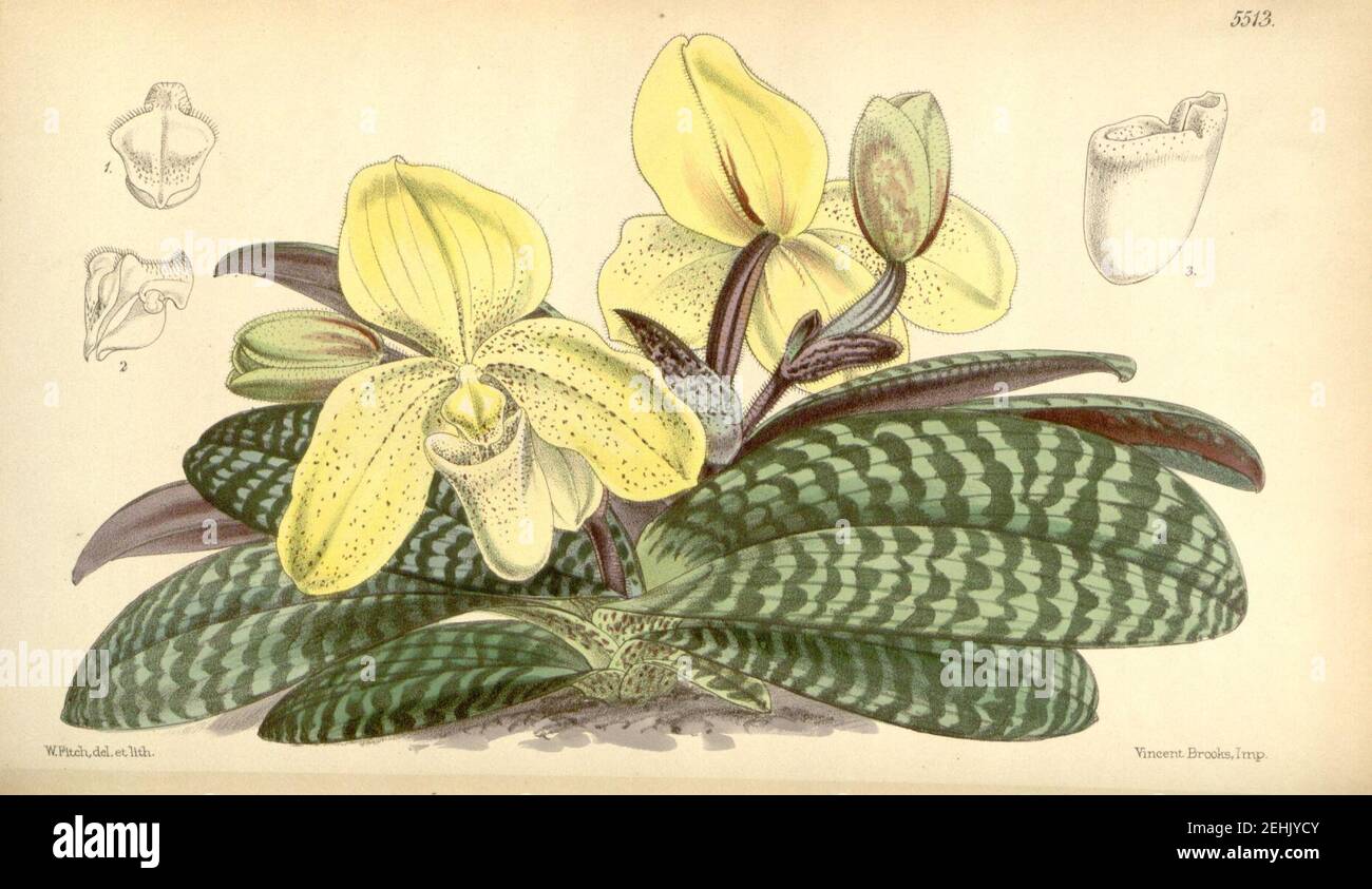 Paphiopedilum concolor (as Cypripedium concolor ) - Curtis' 91 (Ser. 3 no. 21) pl. 5513 (1865). Stock Photo