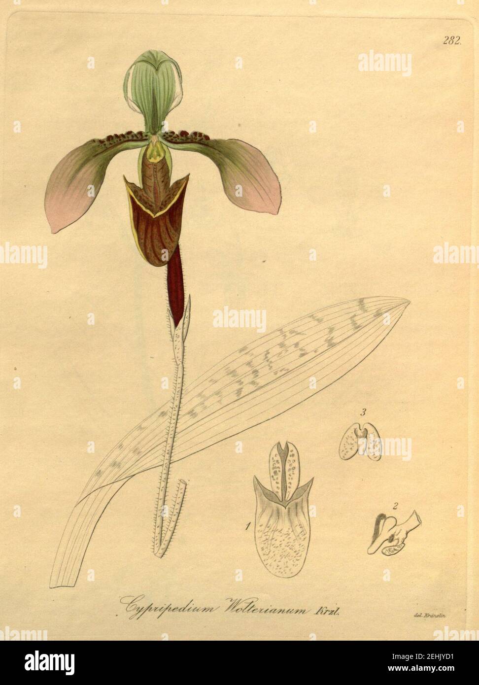 Paphiopedilum appletonianum (as Cypripedium wolterianum) - Xenia 3-282 (1896). Stock Photo
