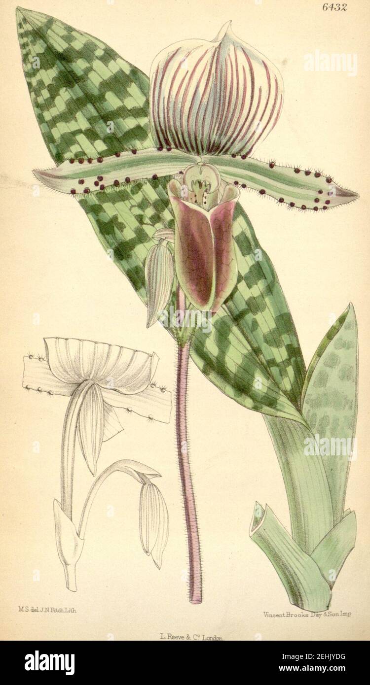 Paphiopedilum lawrenceanum (as Cypripedium lawrenceanum) - Curtis' 105 (Ser. 3 no. 35) pl. 6432 (1879). Stock Photo
