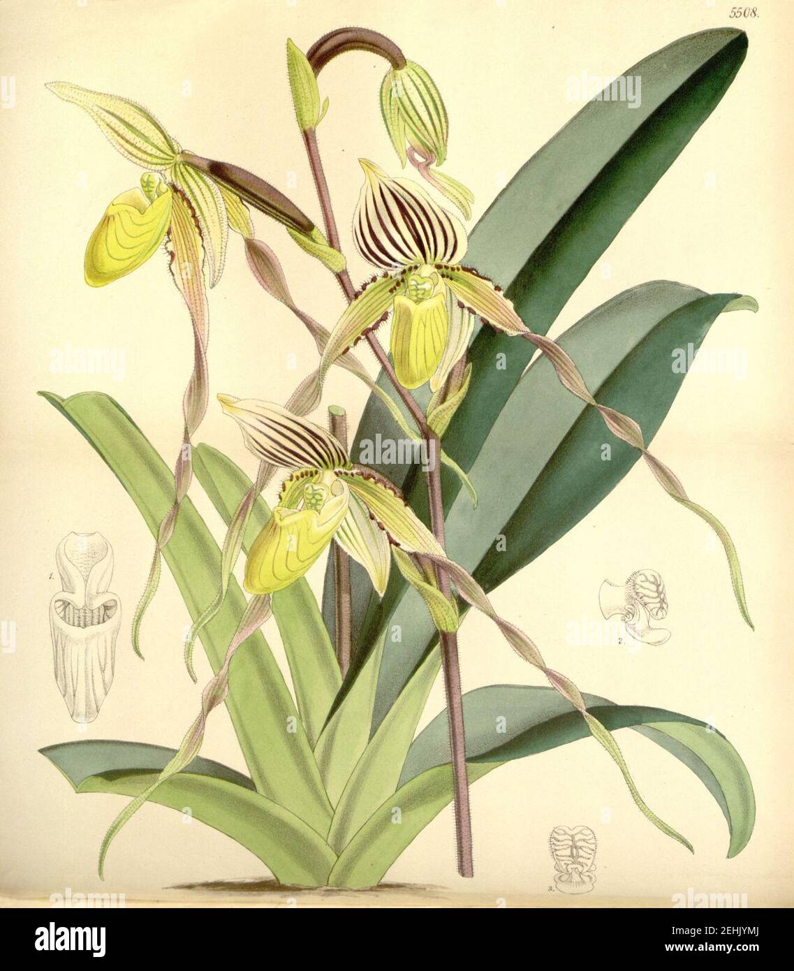 Paphiopedilum philippinense var. philippinense (as Cypripedium laevigatum) - Curtis' 91 (Ser. 3 no. 21) pl. 5508 (1865). Stock Photo