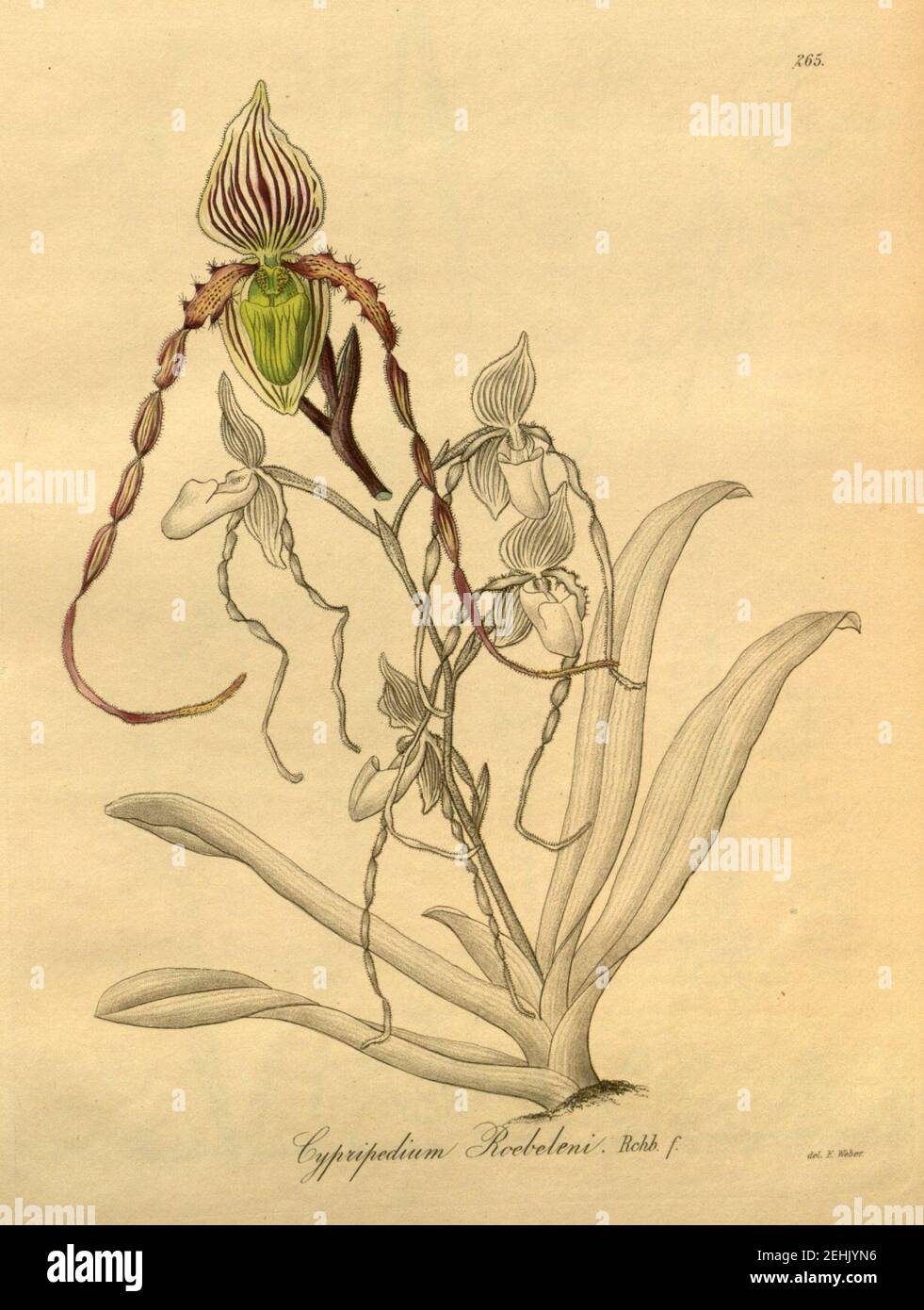 Paphiopedilum philippinense var. roebelenii (as Cypripedium roebelenii) - Xenia 3-265 (1893). Stock Photo