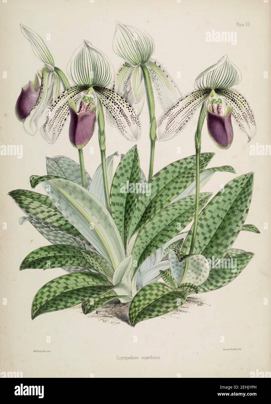 Paphiopedilum superbiens (as Cypripedium s.) Warner, Williams - Select orch. pl. 2nd pl. 12 (1865-1875). Stock Photo