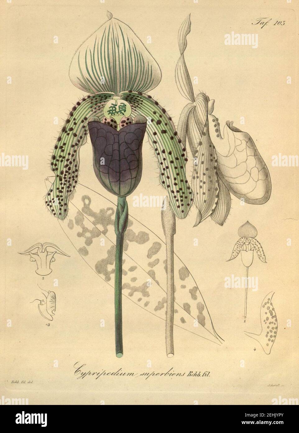Paphiopedilum superbiens (as Cypripedium superbiens)-Xenia 2-103 (1874). Stock Photo