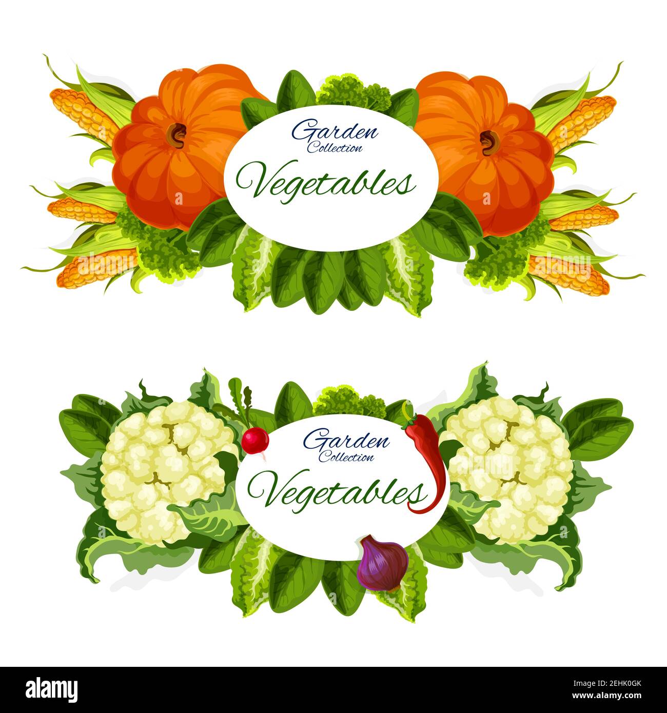 Garden vegetables, pumpkins, sweet corn and cauliflower, radish and red pepper, green lettuce leaves, onion and lettuce. Natural veggies grocery veget Stock Vector