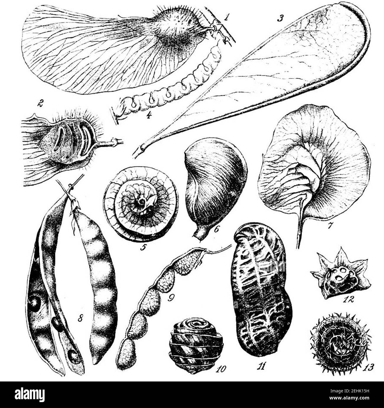 Papilionaceae seed pods—Handbuch der Systematischen Botanik (1924). Stock Photo