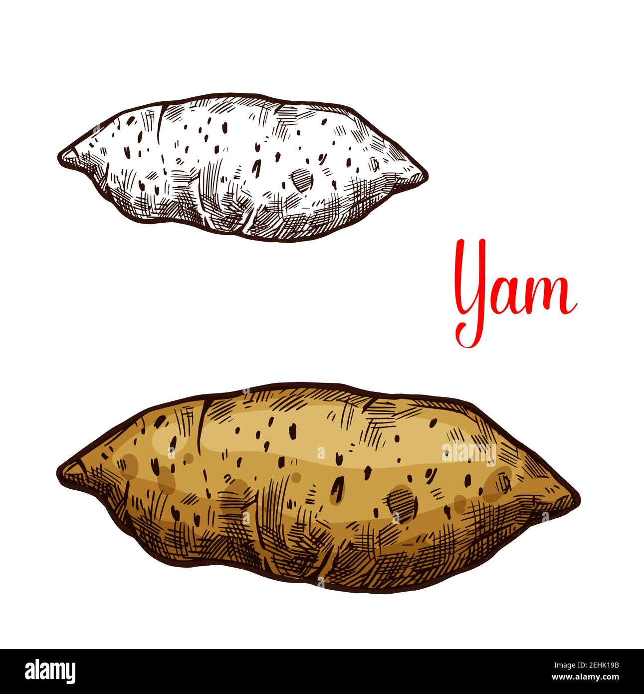 Yam vegetable vector sketch. Botanical design of sweet potato of Dioscorea plant root for vegetarian or vegan food, farmer market and agriculture or c Stock Vector