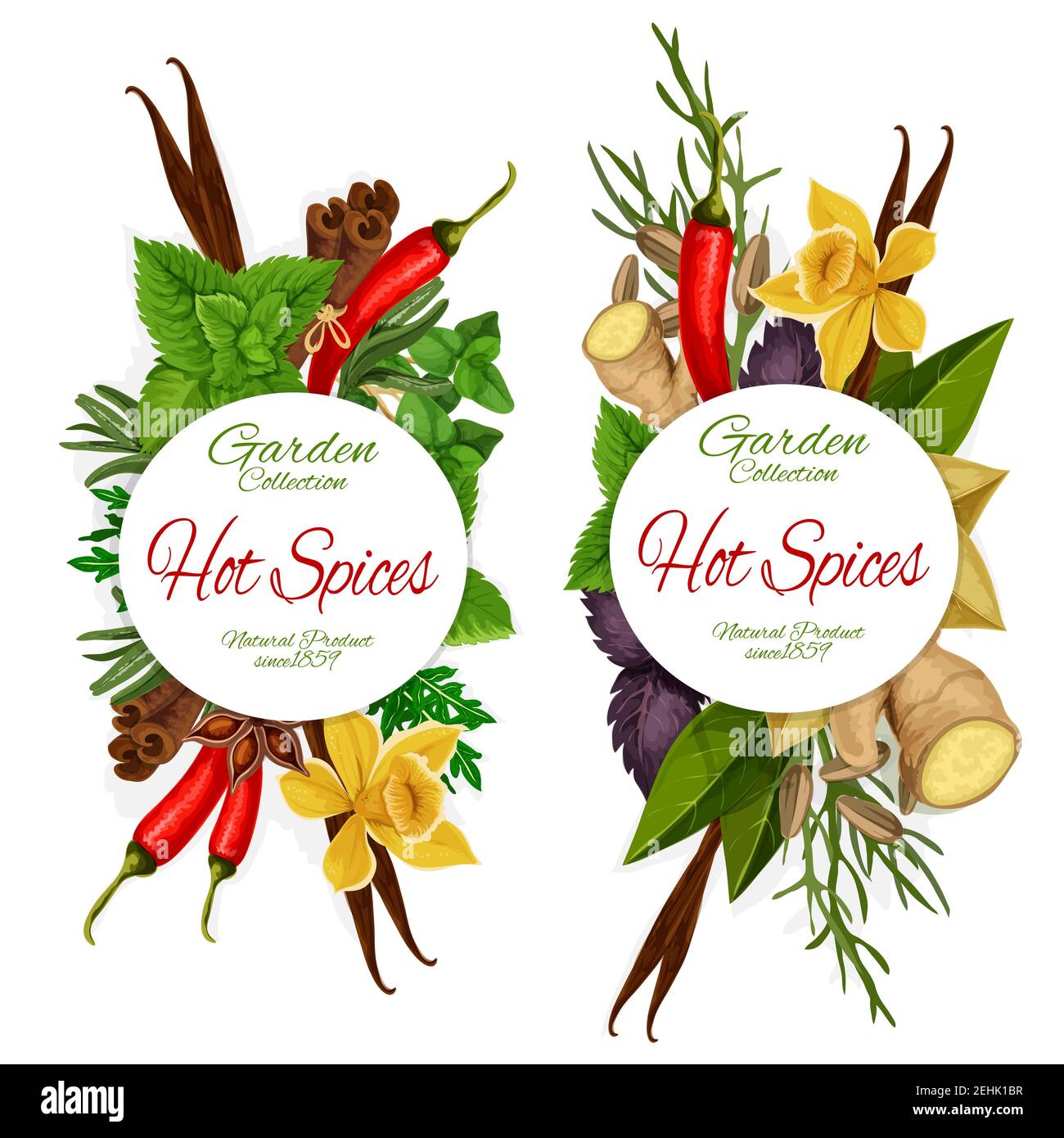 Coriander leaves Stock Vector Images Alamy