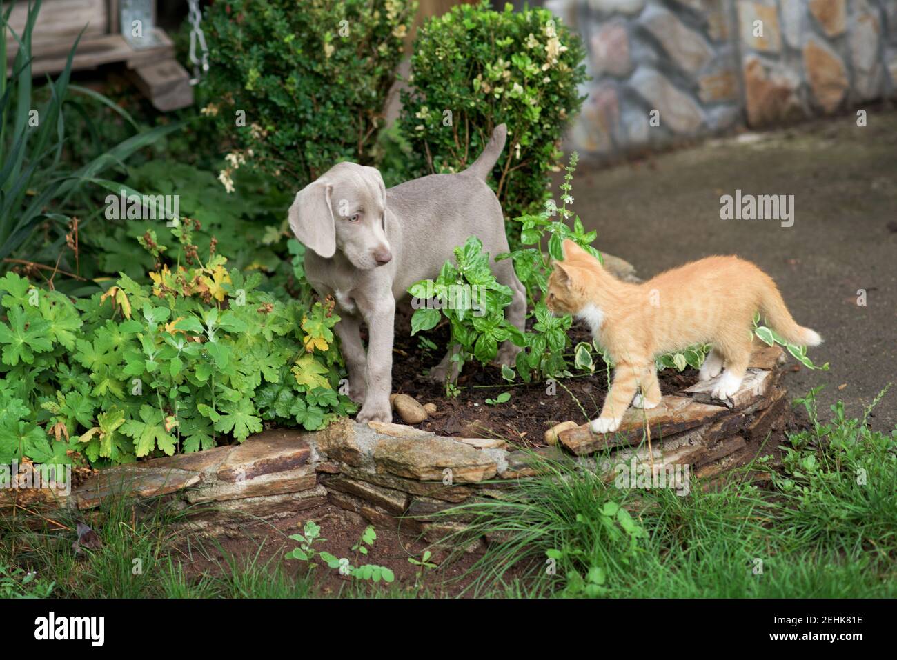 A small Weimaraner puppy plays with a little orange kitten Stock Photo