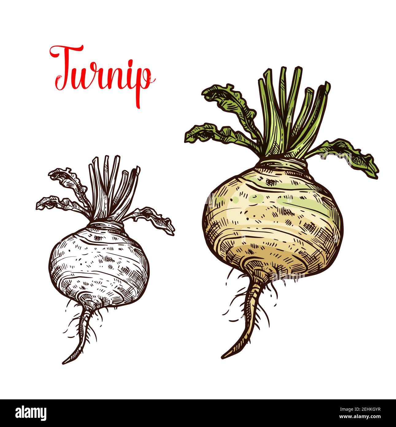 Turnip Drawing Illustrations Images  Free Photos PNG Stickers Wallpapers   Backgrounds  rawpixel