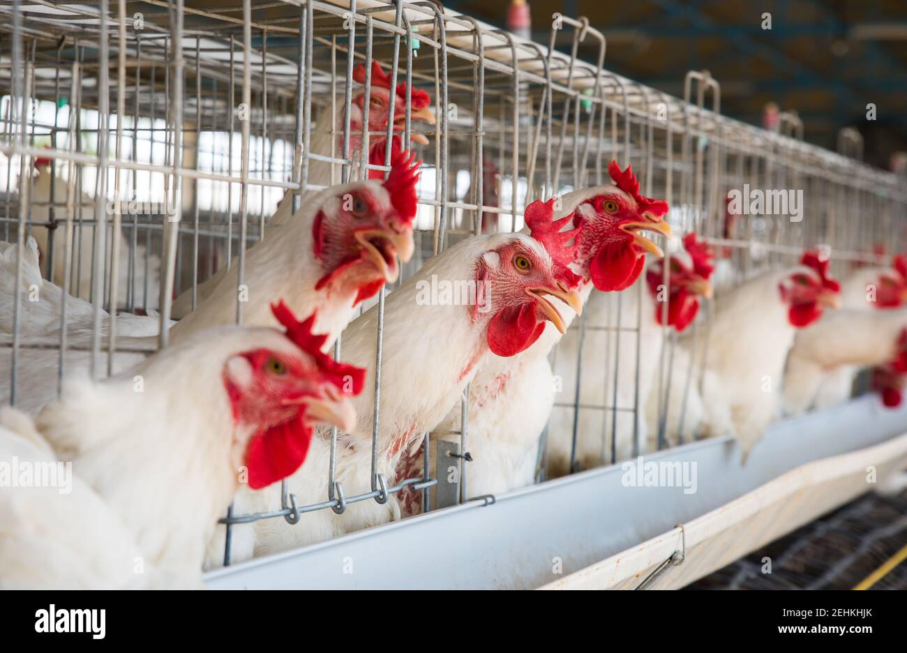 Chicken in a Cage at Poultry Farm Stock Photo