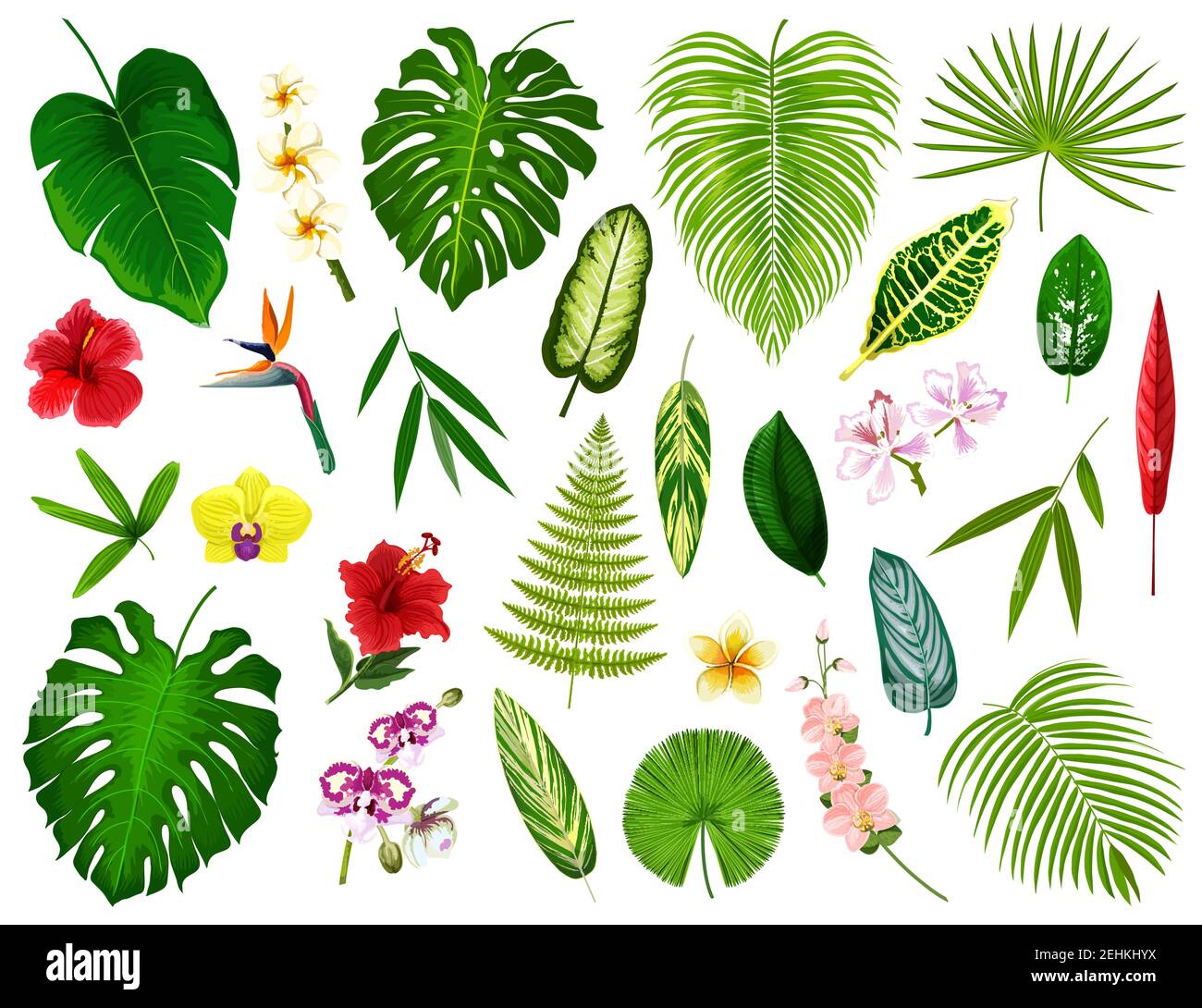 Tropical leaf and flowers. Vector exotic hibiscus, banana palm or monstera leaf and fern plant, cyperus or orchid and plumeria blossom with spath or p Stock Vector