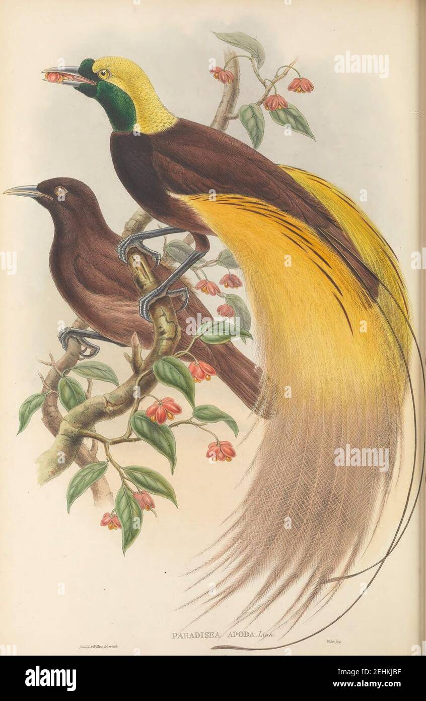 Paradisaea apoda - The Birds of New Guinea. Stock Photo